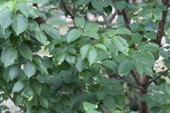 Tuberocephalus higansakurae