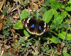 Junonia oenone