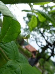 Araniella cucurbitina