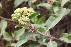 Baccharis latifolia