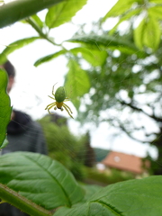 Araniella cucurbitina