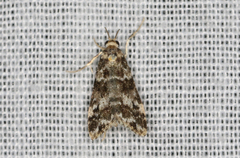 Scoparia crocospila