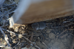 Notiosorex crawfordi