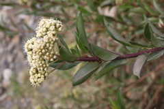 Baccharis latifolia