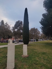 Cupressus sempervirens