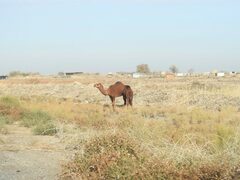 Camelus dromedarius