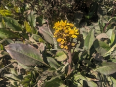 Packera toluccana