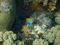 Neoglyphidodon melas