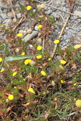 Cotula coronopifolia