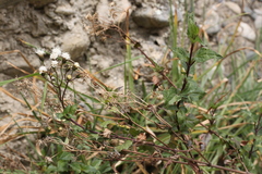 Ageratina