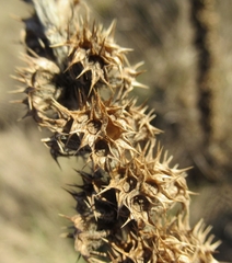 Leonurus