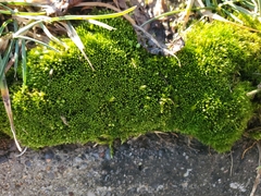 Rosulabryum
