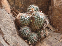Mammillaria scrippsiana