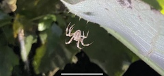 Eriophora edax