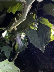 Eriophora edax