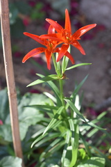 Lilium concolor partheneion