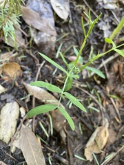 Cardamine californica