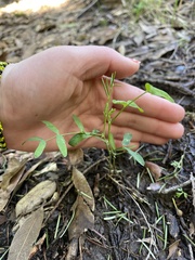 Cardamine californica