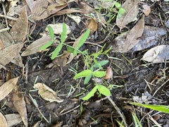 Cardamine californica