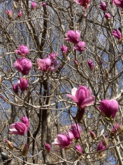 Magnolia liliiflora