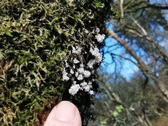 Badhamia utricularis