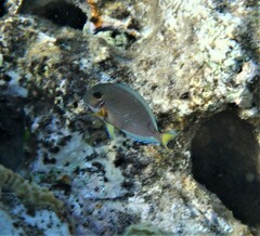 Acanthurus sohal