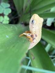 Hyperolius semidiscus