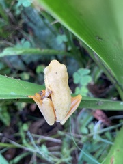 Hyperolius semidiscus