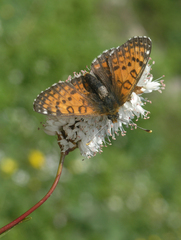 Melitaea minerva minerva