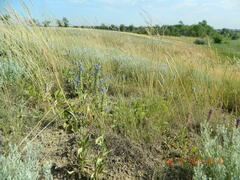 Veronica steppacea