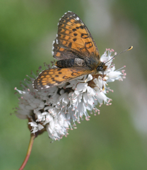 Melitaea minerva minerva