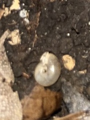 Polygyrinae