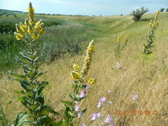 Verbascum ovalifolium