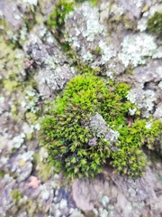 Nyholmiella obtusifolia