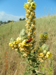 Mylabris quadripunctata