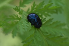 Chrysolina aurichalcea