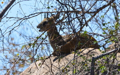 Oreotragus oreotragus transvaalensis