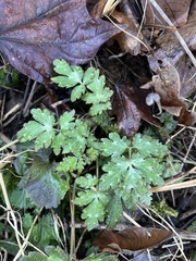 Phacelia bipinnatifida