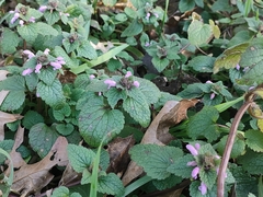 Lamium purpureum
