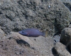 Oxycheilinus digramma