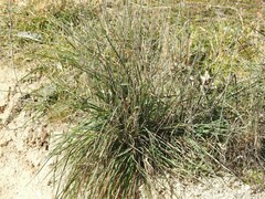 Dactylis glomerata hispanica
