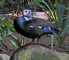 Asarcornis scutulata