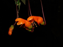 Columnea strigosa