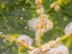 Aspidiotus hedericola