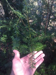 Taxus floridana