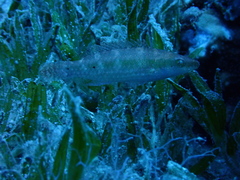 Oxycheilinus mentalis