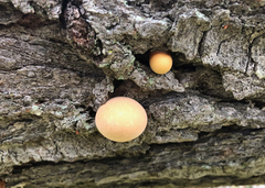 Cryptoporus volvatus