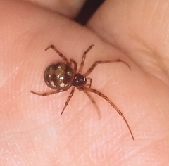 Steatoda triangulosa