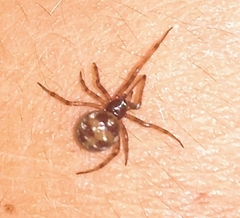 Steatoda triangulosa