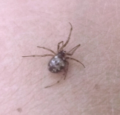 Steatoda triangulosa